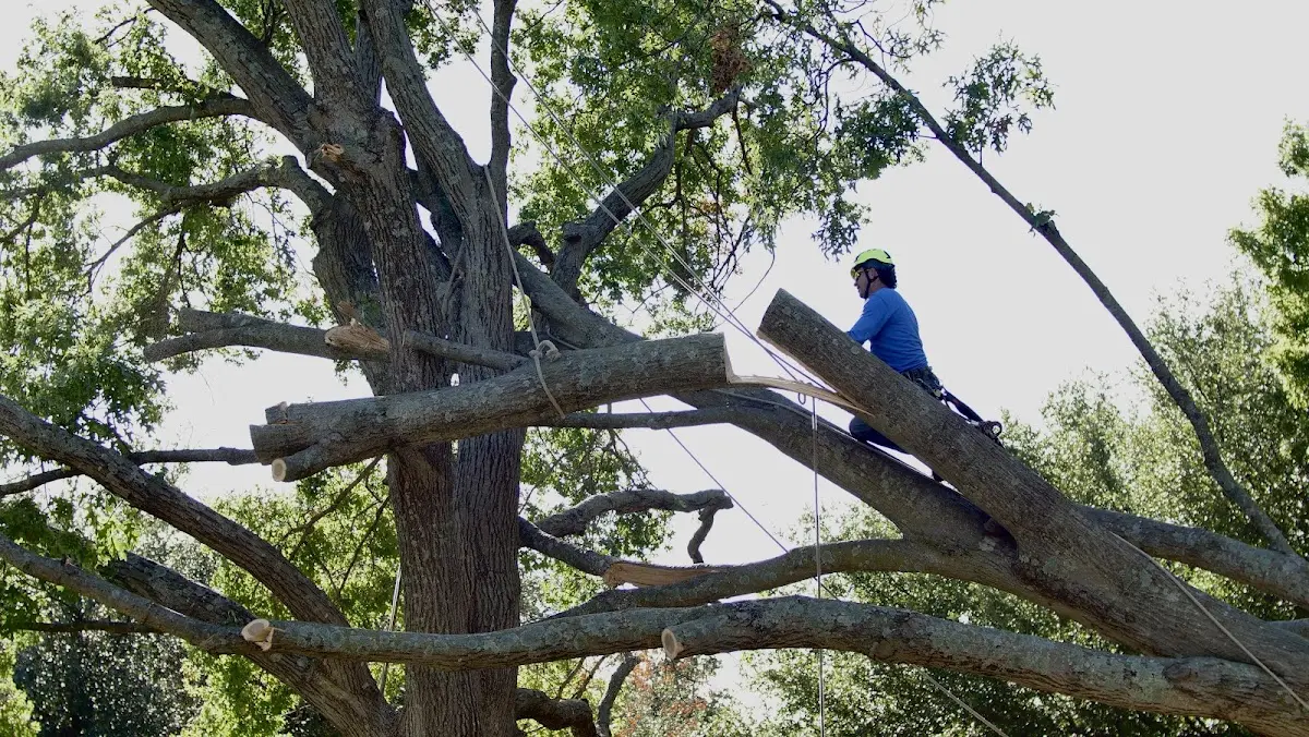 Professional Crown Thinning performed by certified arborists in Monette