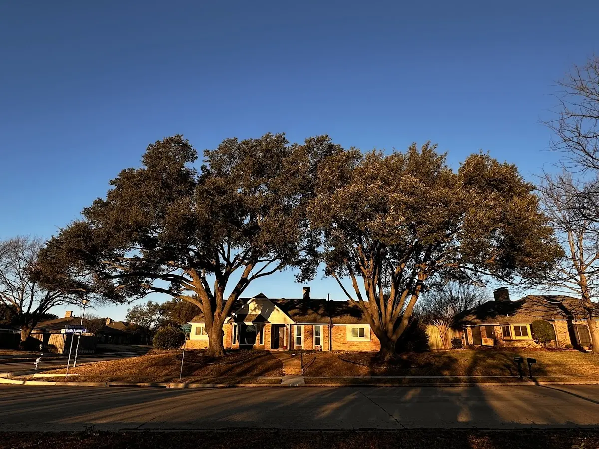 Established residential canopy tree shading a home in Monette